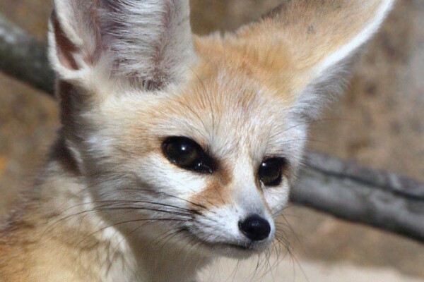 Mali the fennec fox